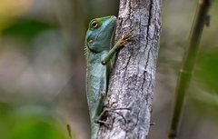 Calotes pethiyagodai