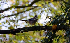 Garrulus glandarius