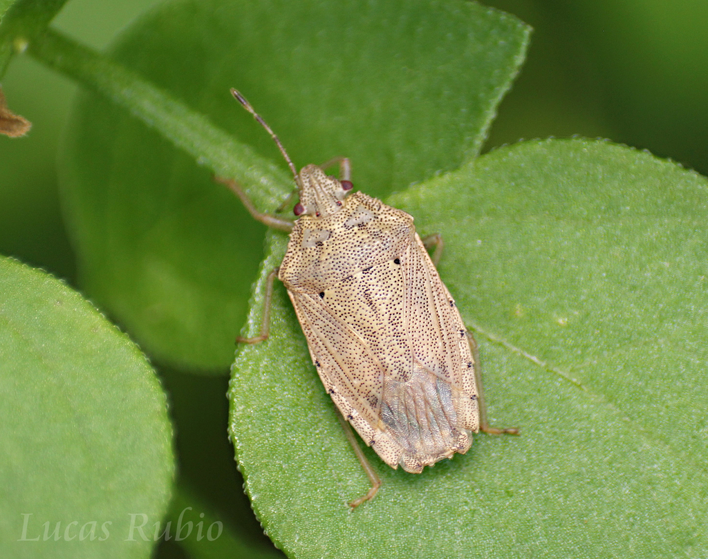 Hypatropis