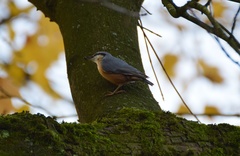 Sitta europaea