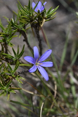 Image of Xerophyta sessiliflora