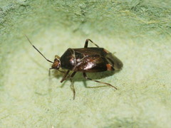 Deraeocoris flavilinea