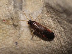 Phylus coryli