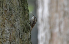 Certhia brachydactyla