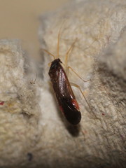 Phylus coryli