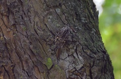 Certhia brachydactyla