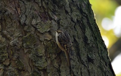 Certhia brachydactyla