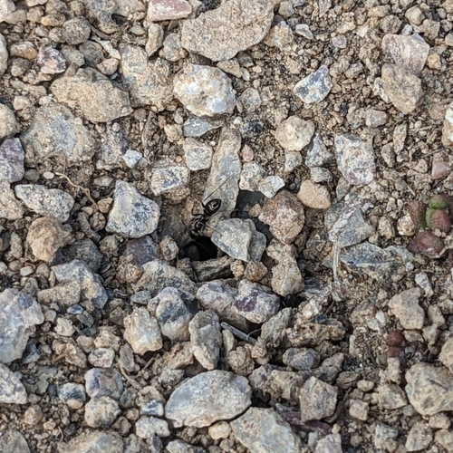 Proformica cerdanyensisProformica cerdanyensis