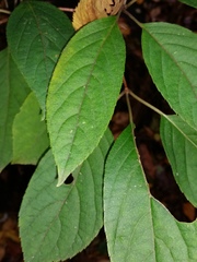 Hydrangea paniculata