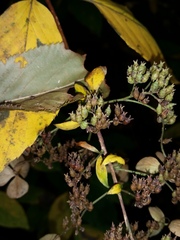 Hydrangea paniculata