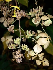 Hydrangea paniculata