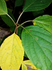 Hydrangea paniculata