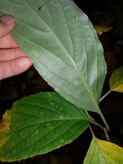 Hydrangea paniculata