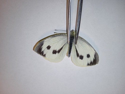 Large White