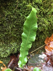 Asplenium scolopendrium americanum