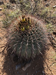Ferocactus wislizeni