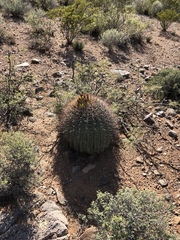 Ferocactus wislizeni