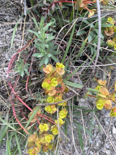 Euphorbia petrophila