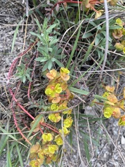 Euphorbia petrophila
