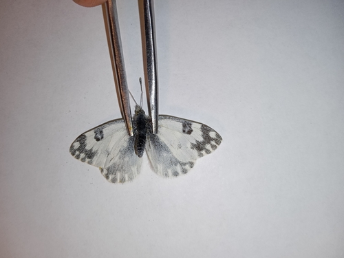 Eastern Bath White
