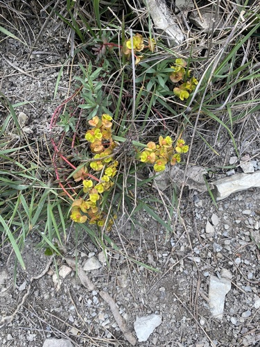 Euphorbia petrophila, photograph 1
