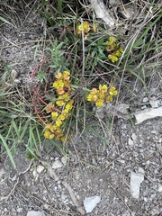 Euphorbia petrophila, photograph Илья Руденко, CC BY, iNaturalist via GBIF