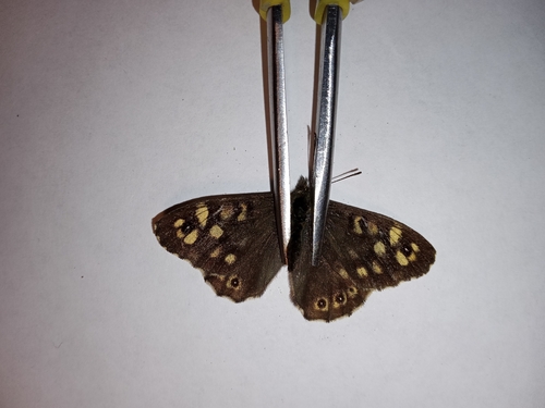 Speckled Wood