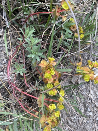Euphorbia petrophila, photograph 2