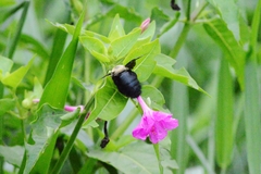 Xylocopa grisescens