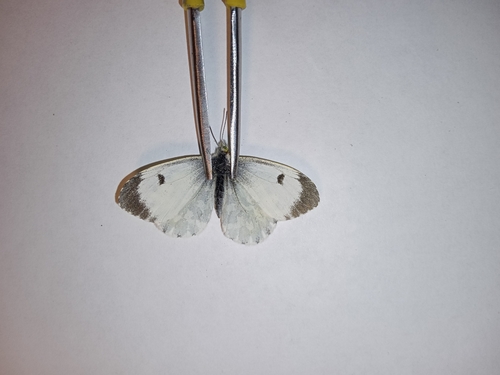 orange-tip