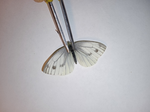 Green-veined White
