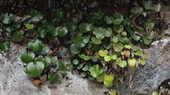 Adiantum reniforme image