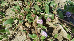 Abronia umbellata breviflora