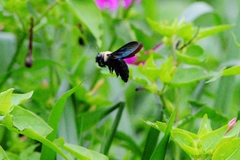 Xylocopa grisescens