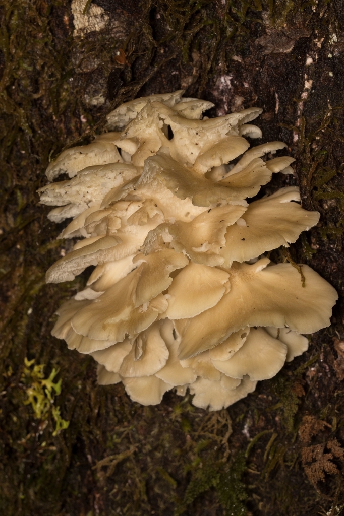 Grifola gargal · May 2023 · photo: © sur_endemico (iNaturalist, cc-by-nc)