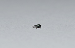 Ischnopterapion virens