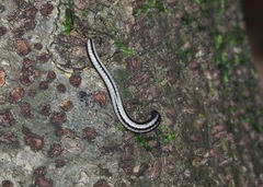 Spirobolellus immigrans