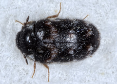 Paranovelsis perplexus