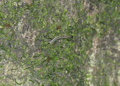 Spirobolellus immigrans