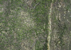 Spirobolellus immigrans