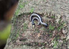 Spirobolellus immigrans