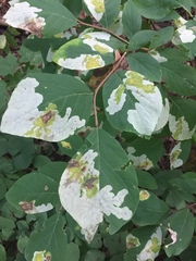 Leucanthiza dircella