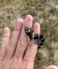 Ambystoma annulatum