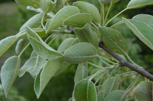 Pyrus nivalis, photograph 4