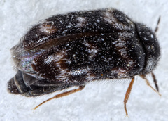 Paranovelsis perplexus