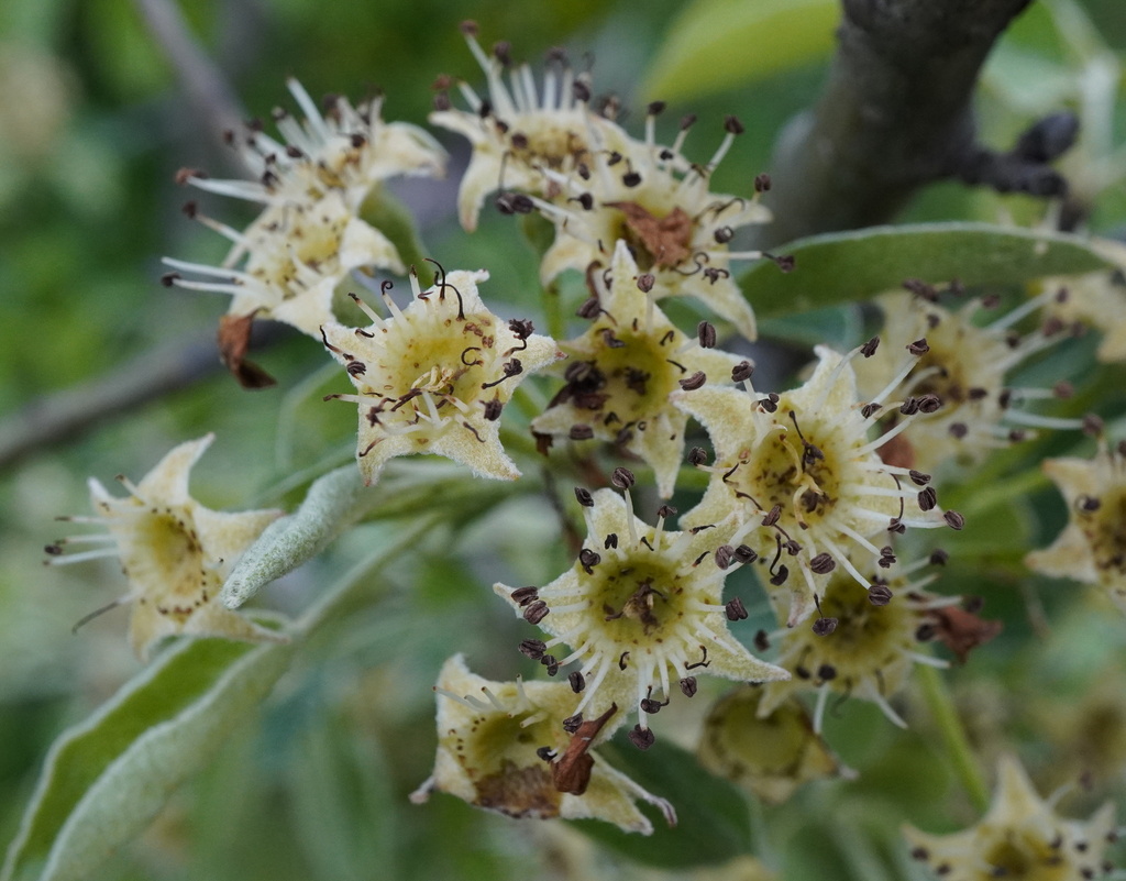 Pyrus nivalis (Pyrus nivalis)