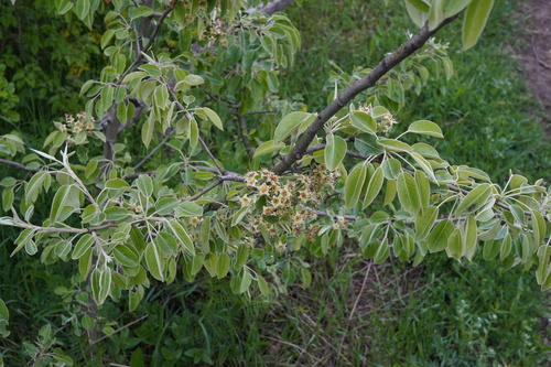 Pyrus nivalis, photograph 5