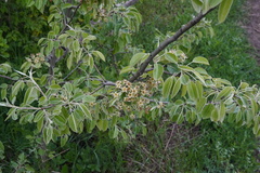 (c) Patrick Hacker, some rights reserved (CC BY) Pyrus nivalis, photograph (c) Patrick Hacker, some rights reserved (CC BY)