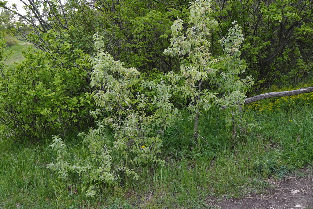 Pyrus nivalis; photograph (c) Patrick Hacker, some rights reserved (CC BY)