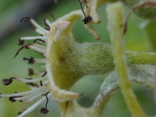 Pyrus nivalis, photograph 2